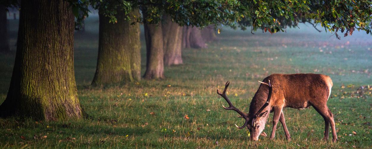 Taxes, Oh Deer!